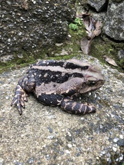 Rhinella icterica