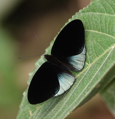 Eunica chlororhoa
