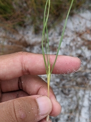 Andropogon tracyi