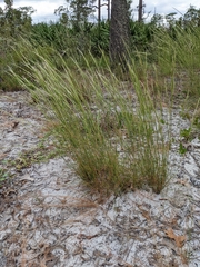 Andropogon tracyi