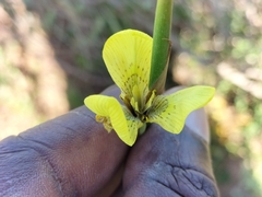 Moraea bellendenii