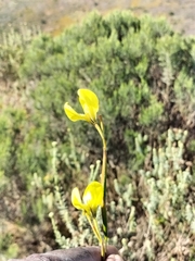 Moraea bellendenii