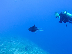 Odonus niger