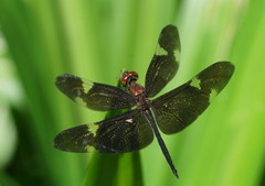 Rhyothemis princeps