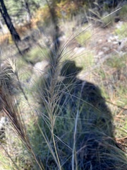 Elymus elymoides
