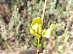 Moraea bellendenii