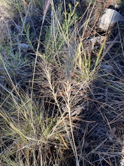 Elymus elymoides