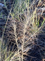 Elymus elymoides