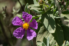 Cistus albidus