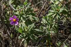 Cistus albidus