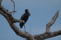 Anastomus lamelligerus