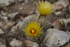 Coryphantha echinus