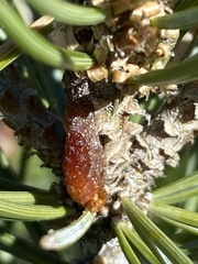 Pinus edulis