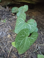 Asarum hartwegii