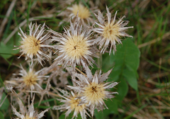 Carlina vulgaris