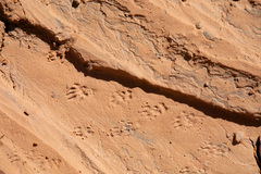 Ammospermophilus leucurus