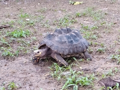 Chelonoidis carbonarius