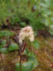 Leptarrhena pyrolifolia