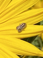 Phidippus comatus