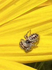 Phidippus comatus