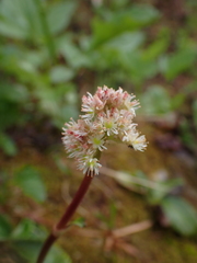 Leptarrhena pyrolifolia