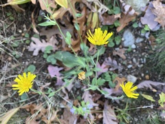 Hieracium lachenalii