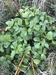 Levisticum officinale