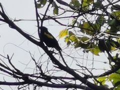 Cassiculus melanicterus