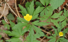 Anemonoides ranunculoides