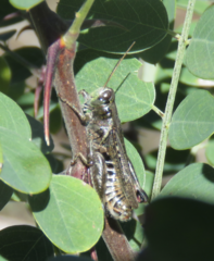 Melanoplus gladstoni