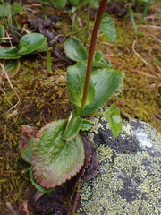 Leptarrhena pyrolifolia