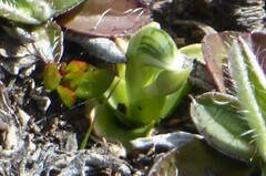 Pterostylis tanypoda