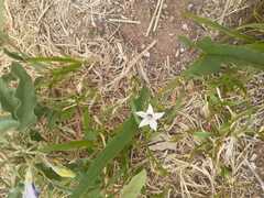 Convolvulus