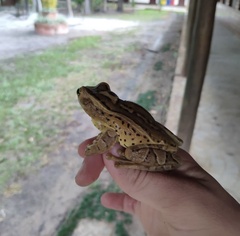 Trachycephalus mesophaeus