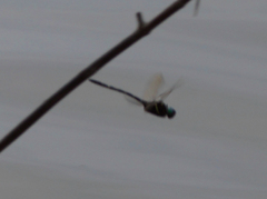 Macromia