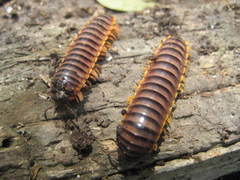 Rhysodesmus constrictus
