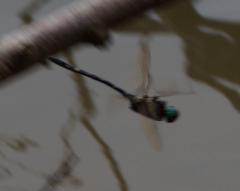 Macromia