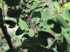 Melanoplus gladstoni