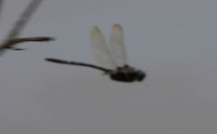 Macromia