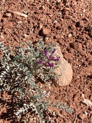 Astragalus amphioxys