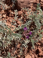 Astragalus amphioxys