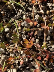 Gonocarpus micranthus