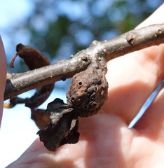 Andricus quercuspetiolicola