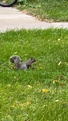 Sciurus carolinensis