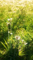 Nothoscordum gracile