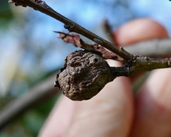 Andricus quercuspetiolicola