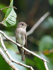 Muscicapa sibirica