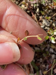 Gonocarpus micranthus