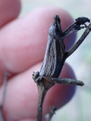 Gnorimoschema baccharisella