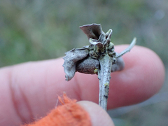 Rhopalomyia californica
